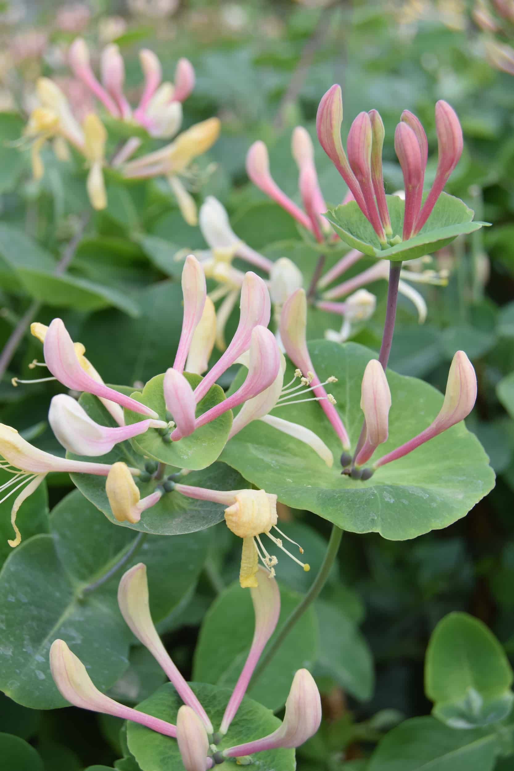 Lonicera periclymenum